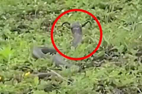 Gehörnte Schlange – was hinter dem mysteriösen Video steckt