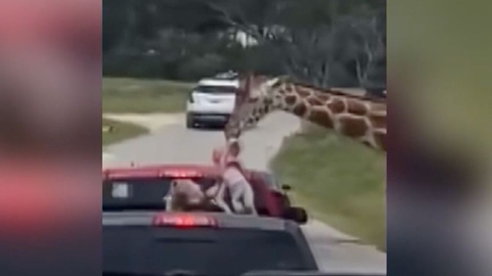 Schockmoment bei Safari: Giraffe zieht Zweijährige aus Auto