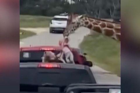 Schockmoment bei Safari: Giraffe zieht Zweijährige aus Auto
