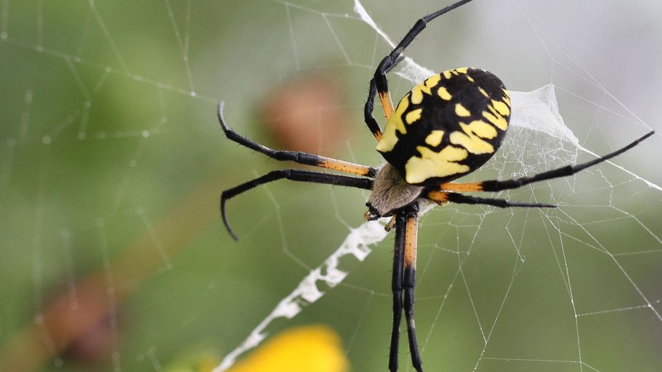 Farbenprächtig: Ein Joro-Spinnen-Weibchen in ihrem Netz. Die Tiere sind in den USA eine invasive Art.
