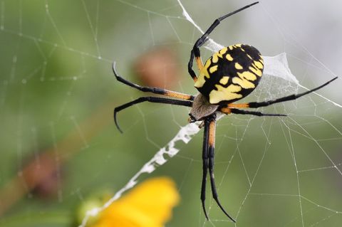Farbenprächtig: Ein Joro-Spinnen-Weibchen in ihrem Netz. Die Tiere sind in den USA eine invasive Art.