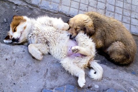 Straßenhunde: In der Türkei droht vielen bald der Tod