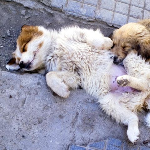 Straßenhunde: In der Türkei droht vielen bald der Tod