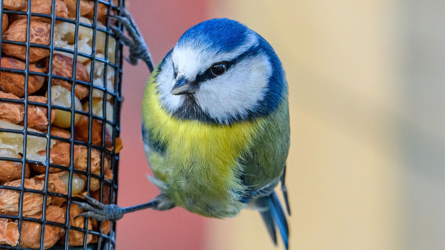 bild gartenvoegel | Tierwissen: Quiz: Erkennen Sie diese zwölf Gartenvögel? |