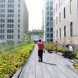 "Ein gerader Gehweg, der entlang der Bahngleise verläuft, ist von einer Landschaft aus einheimischen Arten umgeben, die einst spontan auf der High Line wuchsen, durchsetzt mit neuen Arten, die dafür sorgen, dass sie während der gesamten Vegetationsperiode blühen", heißt es im Konzept, zu der auch diese Grafik gehört