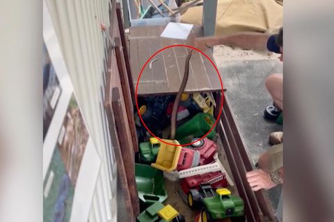Familie findet Giftschlange in Spielzeugbox der Kinder (Video)