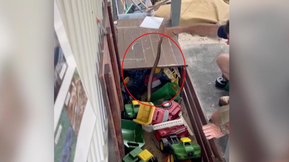 Familie findet Giftschlange in Spielzeugbox der Kinder (Video)
