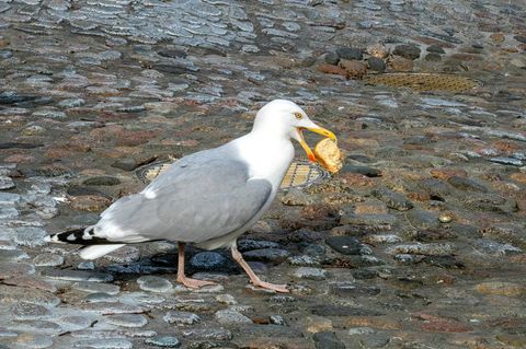 Möwe mit einem Fischbrötchen