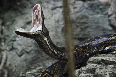 Netzpython