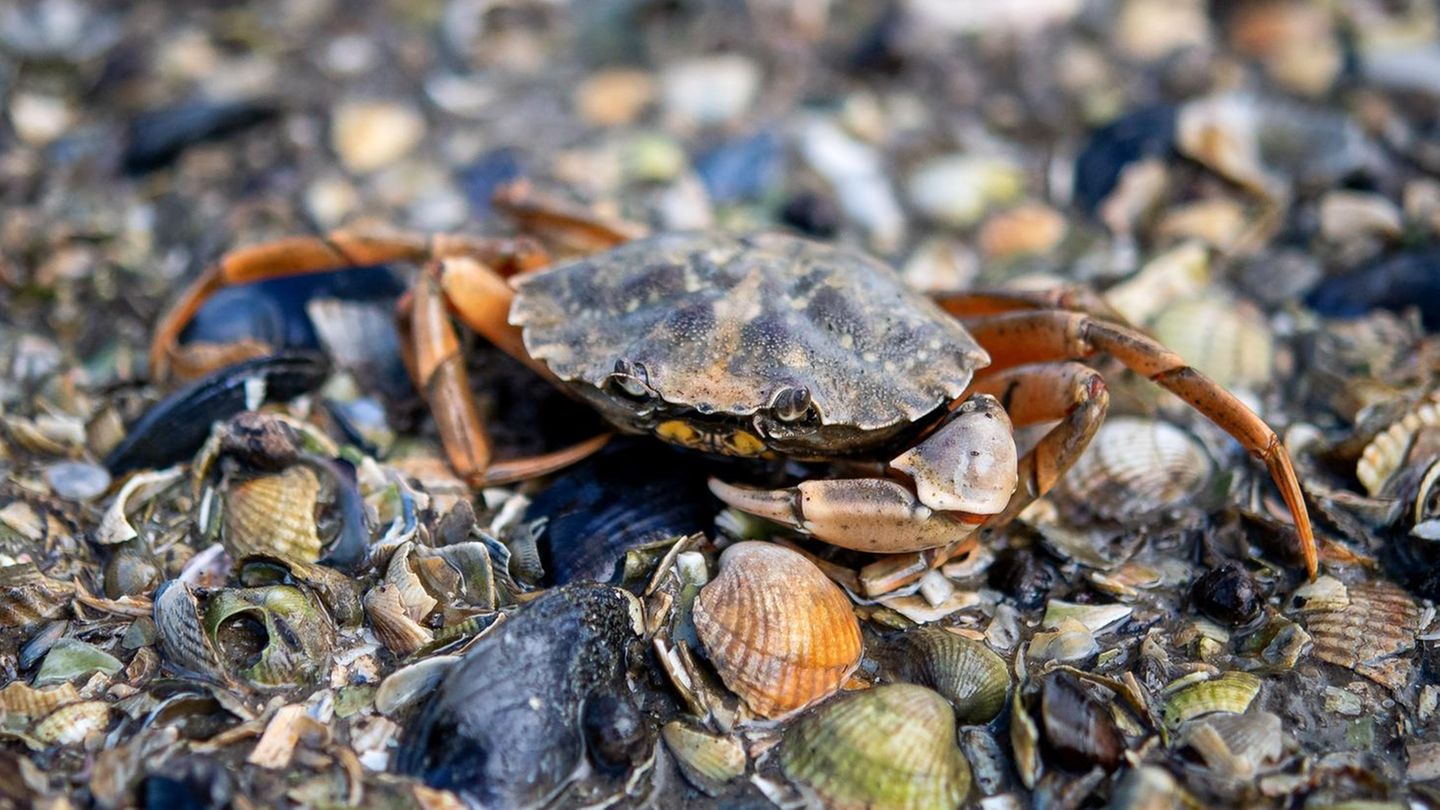 Krabben auf Koks: Drogenrückstände in Meerestieren entdeckt | STERN.de
