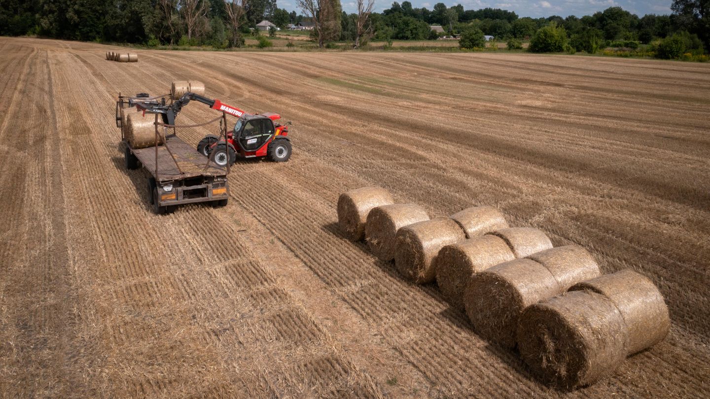 Farmer in Ukraine complains about lack of workers due to war