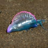 Meerestiere_Portugiesische Galeere