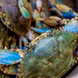 Meerestiere_Blaukrabbe