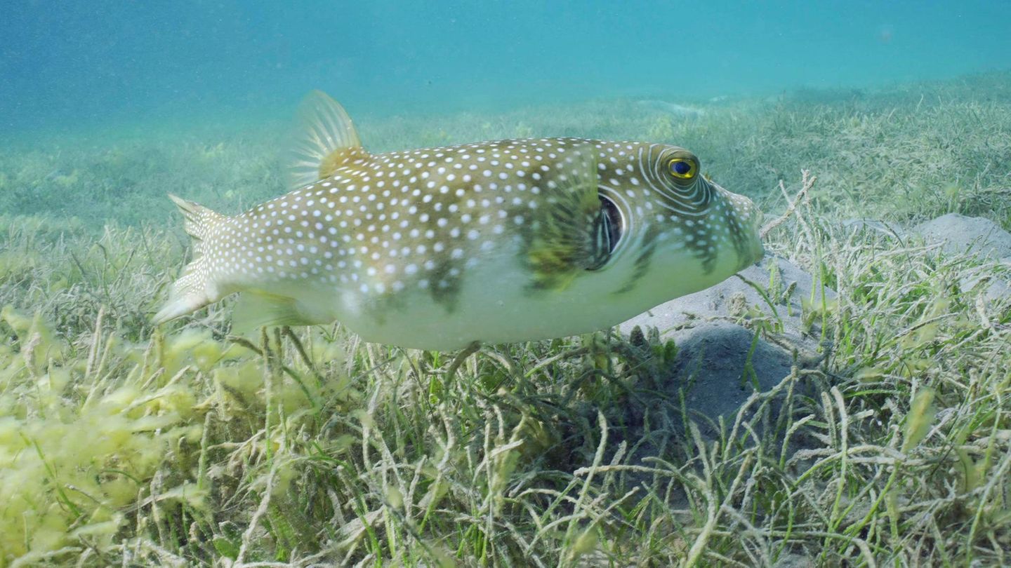 Meerestiere: Kugelfisch über Seegraswiese