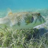 Meerestiere: Kugelfisch über Seegraswiese