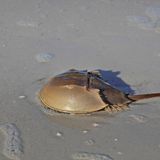 Meerestiere: Pfeilschwanzkrebs