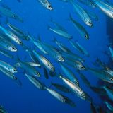 Meerestiere_Sardellenschwarm