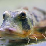 Meerestiere-Knurrhahn