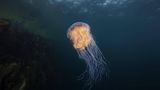 Meerestiere: Gelbe Feuerqualle im Wasser