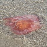 Meerestiere_Feuerqualle am Strand