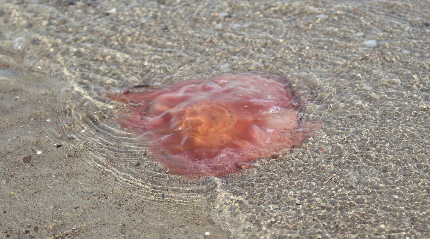 Meerestiere_Feuerqualle am Strand