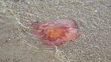 Meerestiere_Feuerqualle am Strand