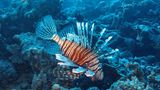 Meerestiere: Rotfeuerfisch