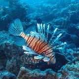 Meerestiere: Rotfeuerfisch