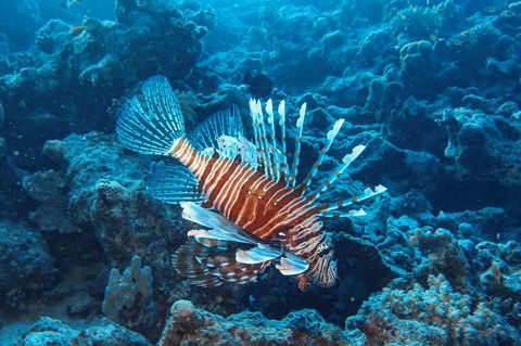 Meerestiere: Rotfeuerfisch