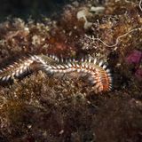 Meerestiere_Feuerwurm