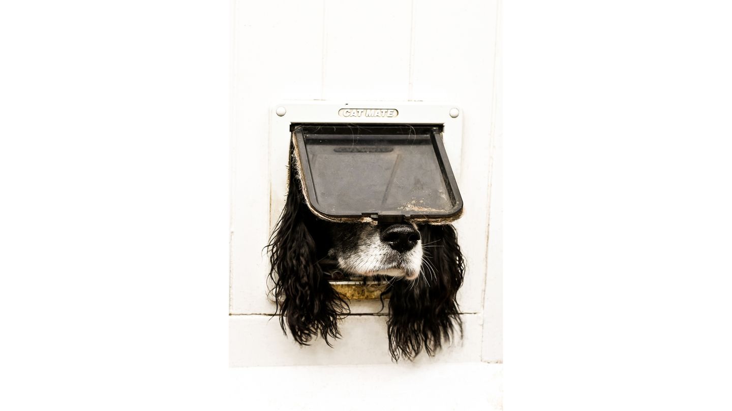 Hund in Katzenklappe