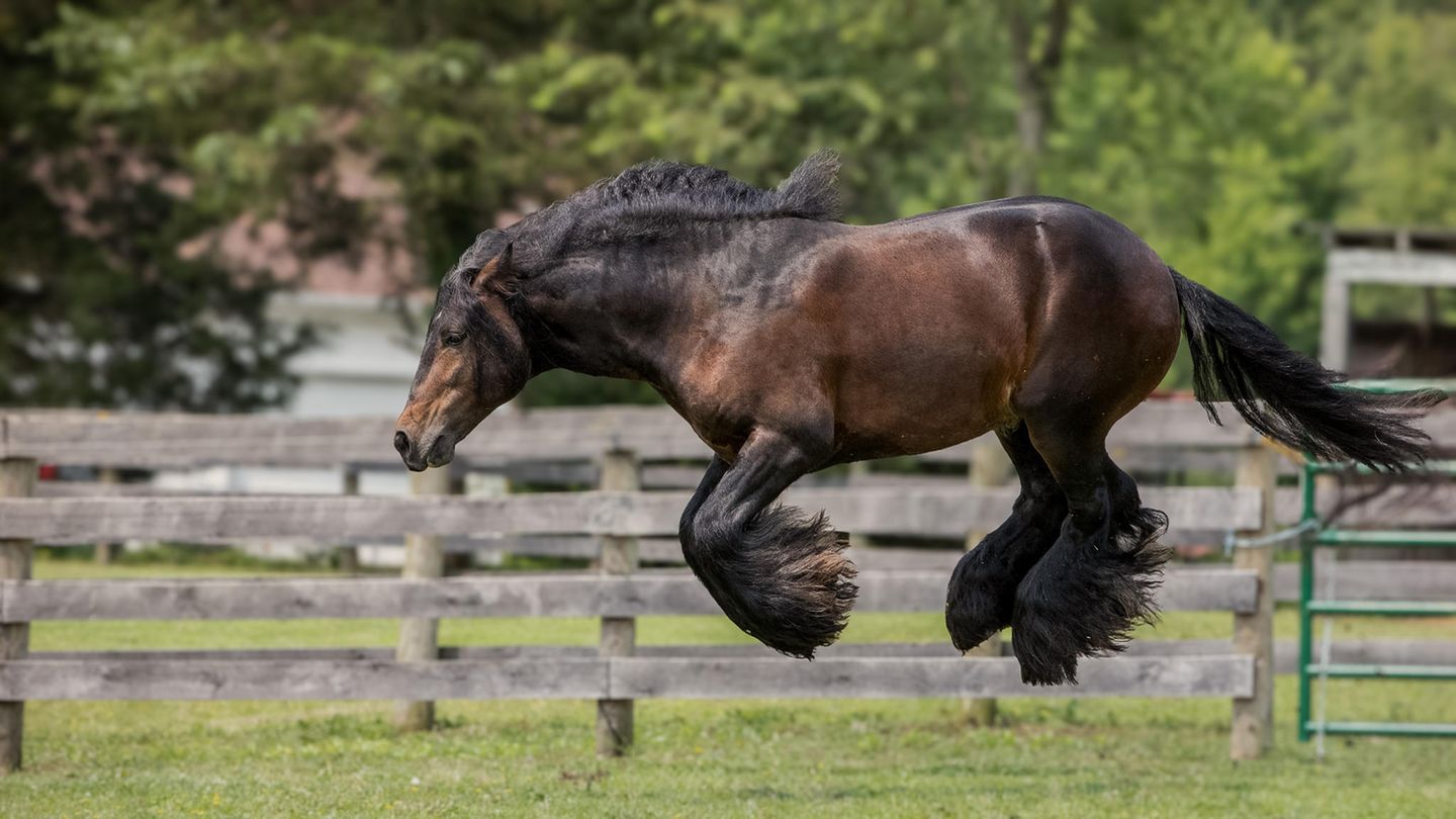 Pferd beim Sprung