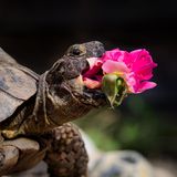 "Edgar liebt es, Blumen zu essen", schreibt Fotograf Jonathan Casey über die Landschildkröte, die bei ihm und seiner Familie lebt. Was auf den Teller  – oder ins Maul – kommt, entscheidet die Jahreszeit. Im Frühling steht Löwenzahn hoch im Kurs, im Sommer soll es Löwenmäulchen sein – und im Herbst sehnt Edgar sich nach der Gertrude-Jekyll-Rose, wie man im Gewinnerfoto in der Kategorie "Andere Tiere" sieht. 