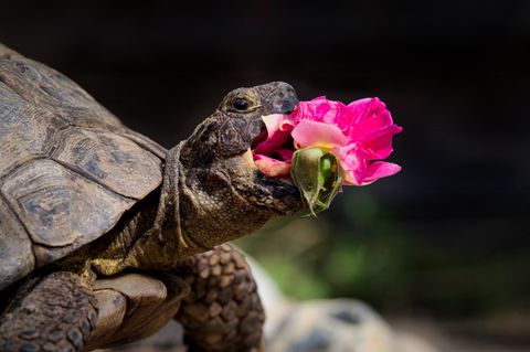 "Edgar liebt es, Blumen zu essen", schreibt Fotograf Jonathan Casey über die Landschildkröte, die bei ihm und seiner Familie lebt. Was auf den Teller  – oder ins Maul – kommt, entscheidet die Jahreszeit. Im Frühling steht Löwenzahn hoch im Kurs, im Sommer soll es Löwenmäulchen sein – und im Herbst sehnt Edgar sich nach der Gertrude-Jekyll-Rose, wie man im Gewinnerfoto in der Kategorie "Andere Tiere" sieht. 