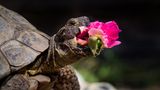 "Edgar liebt es, Blumen zu essen", schreibt Fotograf Jonathan Casey über die Landschildkröte, die bei ihm und seiner Familie lebt. Was auf den Teller  – oder ins Maul – kommt, entscheidet die Jahreszeit. Im Frühling steht Löwenzahn hoch im Kurs, im Sommer soll es Löwenmäulchen sein – und im Herbst sehnt Edgar sich nach der Gertrude-Jekyll-Rose, wie man im Gewinnerfoto in der Kategorie "Andere Tiere" sieht. 