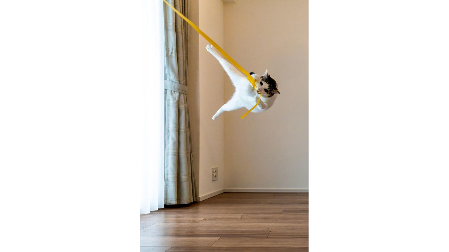 Katze beim Sprung