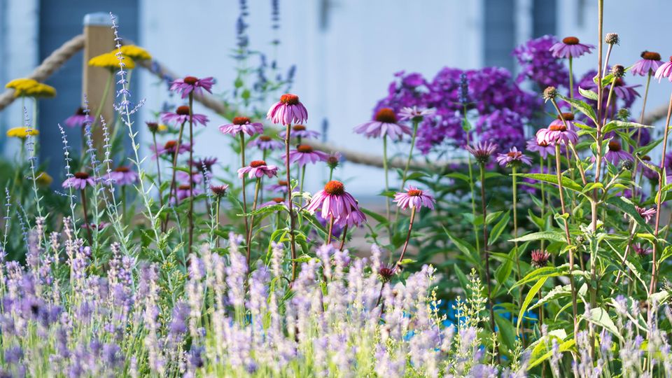 Am besten Ton in Ton: die Blütenfarben sollten miteinander harmonieren