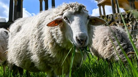 Symbolbild zum Thema Schafskälte: Schafe stehen auf einer Wiese