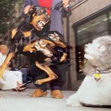 Foto von Volker Krämer: Kampfhunde kämpfen miteinander