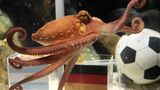 Krake Paul aus dem Zoo Oberhausen begründet 2010 eine Tradition in Deutschland: das Tier-Orakel für Fußball-Turniere. Seine Trefferquote für die WM in Südafrika beträgt erstaunliche 100 Prozent. Kurz nachdem er berühmt geworden ist, stirbt das Tier. Kraken werden nur zwei bis drei Jahre alt. Dafür schafft es das junge Team bis ins Halbfinale