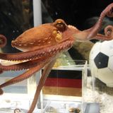 Krake Paul aus dem Zoo Oberhausen begründet 2010 eine Tradition in Deutschland: das Tier-Orakel für Fußball-Turniere. Seine Trefferquote für die WM in Südafrika beträgt erstaunliche 100 Prozent. Kurz nachdem er berühmt geworden ist, stirbt das Tier. Kraken werden nur zwei bis drei Jahre alt. Dafür schafft es das junge Team bis ins Halbfinale