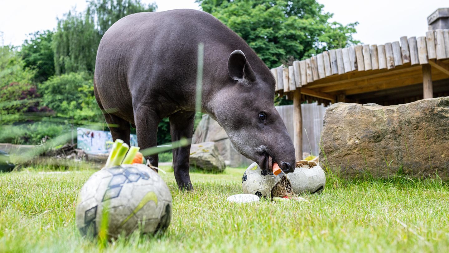European Football Championship: Octopuses and mini pigs – the story of the animal oracles