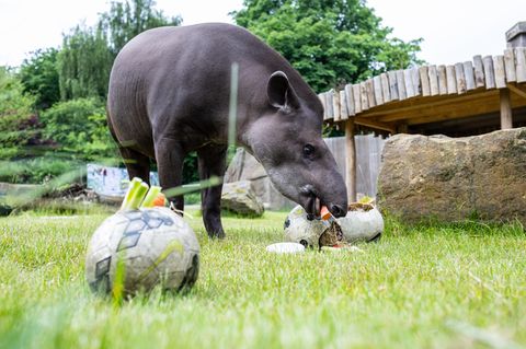 In Münster ist Tapir Theo am Start. Bitter – er tippt im Auftaktspiel auf einen 1:0-Sieg der Schotten. Wir werden sehen