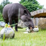 In Münster ist Tapir Theo am Start. Bitter – er tippt im Auftaktspiel auf einen 1:0-Sieg der Schotten. Wir werden sehen