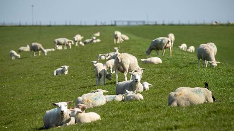 Schafe auf einem Deich – in Schleswig-Holstein wurden nun 87 Tiere gestohlen