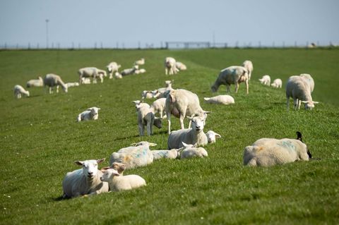 Schafe auf einem Deich – in Schleswig-Holstein wurden nun 87 Tiere gestohlen