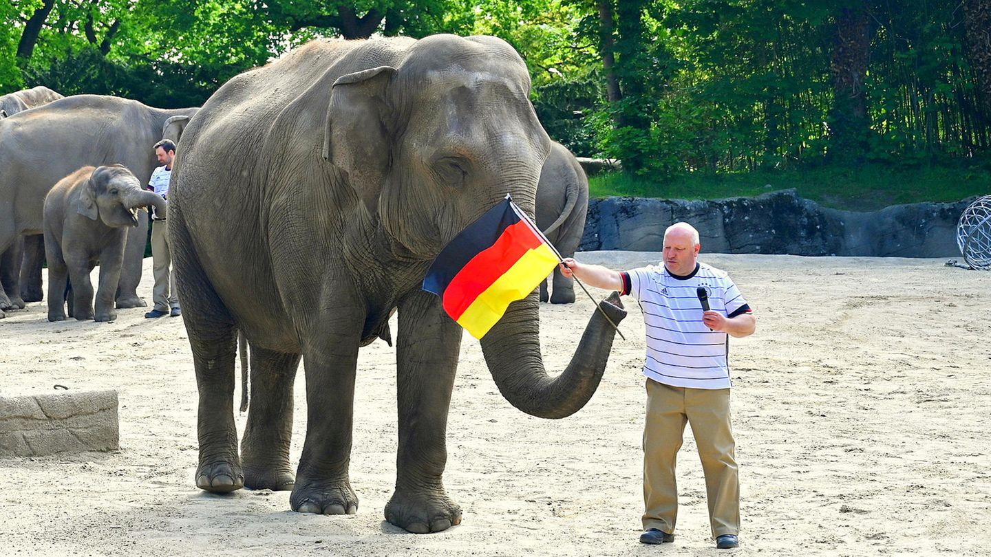 Der Hagenbeck Zoo in Hamburg versucht sich zur Euro 2021 ebenfalls an einem Tierorakel. Welches Spiel Elefanten-Leitkuh Yashoda hier tippt und ob sie richtig lag, ist nicht überliefert   