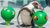 Humboldt-Pinguin Flocke aus dem Spreewelten-Bad in Lübbenau tippt den Sieg der Deutschen im EM-Auftaktspiel gegen die Ukraine korrekt. Flocke wäre in jeden Tippspiel ganz vorne dabei gewesen      
