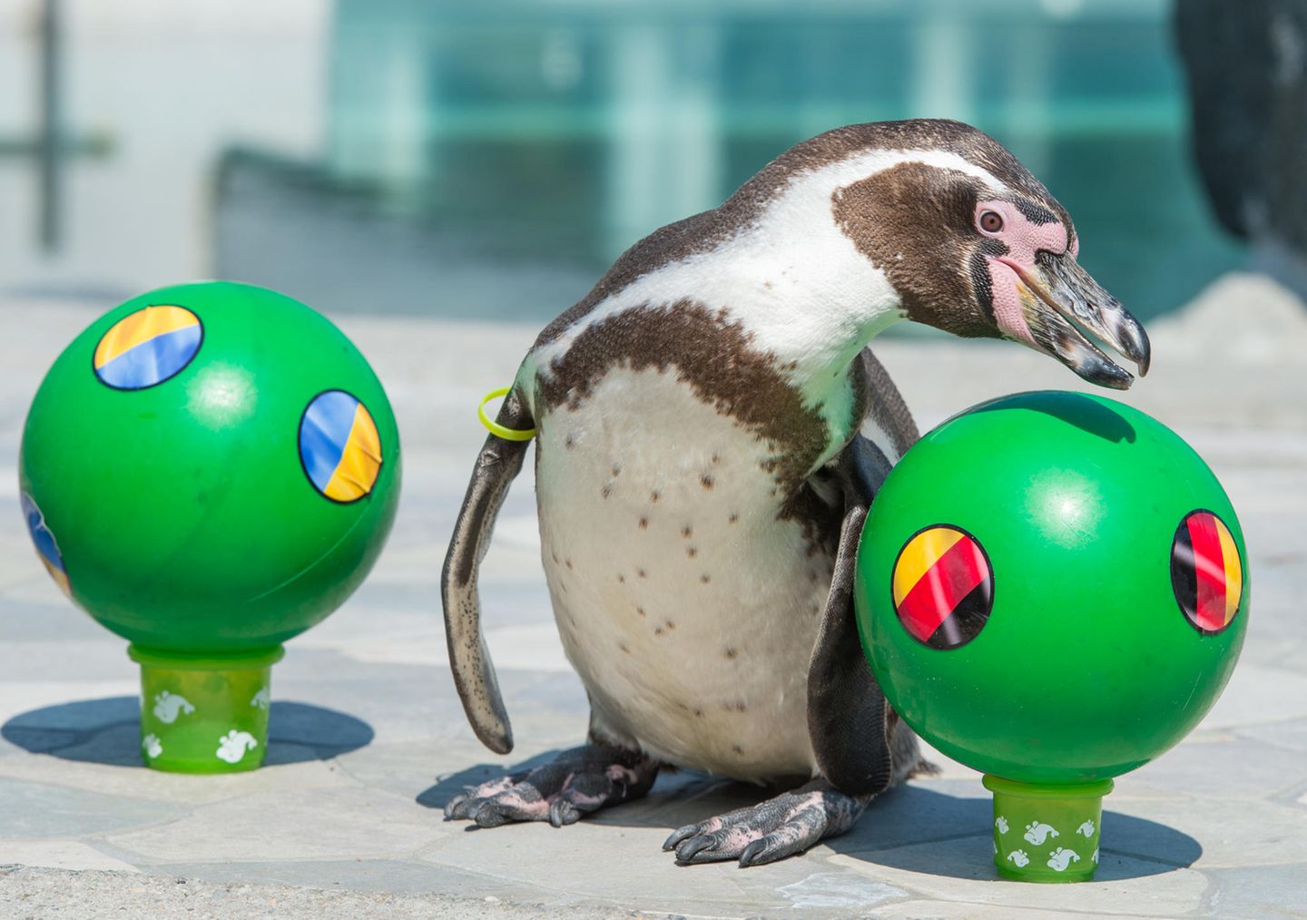 Humboldt-Pinguin Flocke aus dem Spreewelten-Bad in Lübbenau tippt den Sieg der Deutschen im EM-Auftaktspiel gegen die Ukraine korrekt. Flocke wäre in jeden Tippspiel ganz vorne dabei gewesen      
