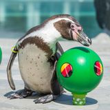Humboldt-Pinguin Flocke aus dem Spreewelten-Bad in Lübbenau tippt den Sieg der Deutschen im EM-Auftaktspiel gegen die Ukraine korrekt. Flocke wäre in jeden Tippspiel ganz vorne dabei gewesen      